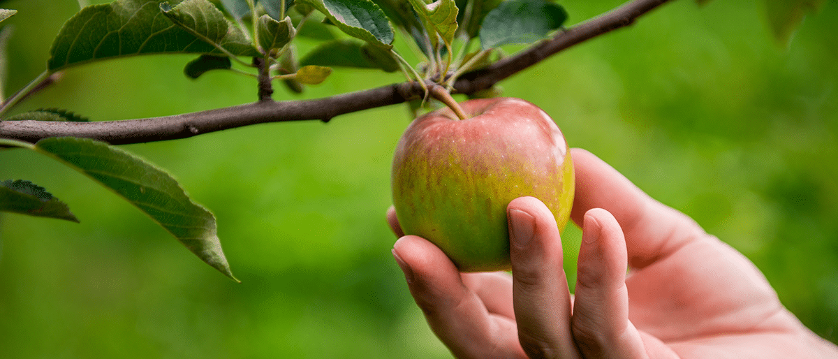 blog_low_hanging_fruit_lead_1200x514 (1)