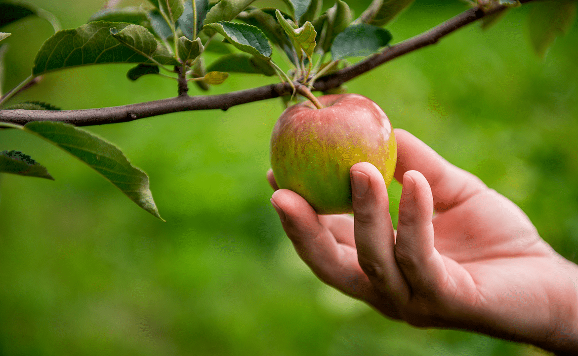 blog_low_hanging_fruit_thumbnail_1170x720